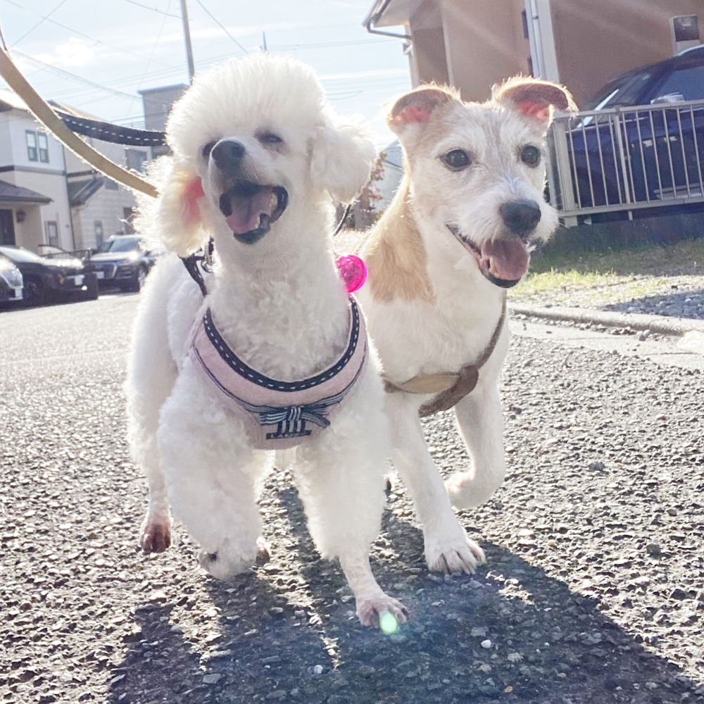 卒業犬ひのでちゃんの近況♪